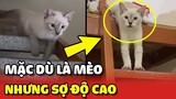 Cô Sen BÓ TAY với bé mèo "SỢ ĐỘ CAO" khiến họ nhà mèo MẤT MẶT 😂 | Yêu Lu