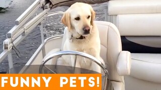 Funniest Cats And Dogs Video