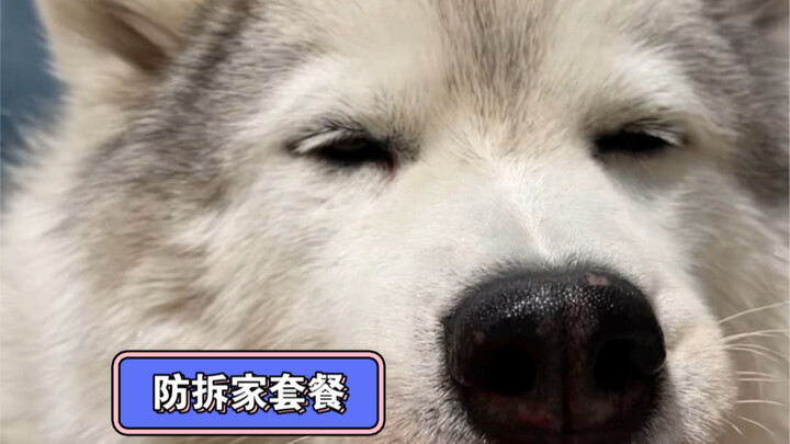 Trà chiều tại nhà chống phá với sự phong phú dành cho bảy chú chó Husky đã được giao đến, màn kịch q