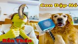 Thú Cưng TV | Gâu Đần và Bà Mẹ #51 | Chó Golden Gâu Đần thông minh vui nhộn | Pets cute smart dog