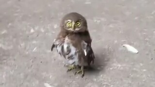 Lucu sekali!