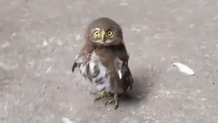 This is so cute!