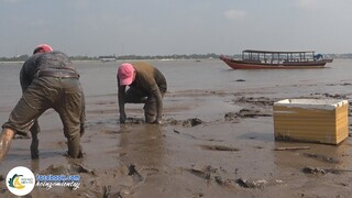 Bắt Cá Nướng Muối Ớt Ngồi Nhậu Trên Ghe | Hội Ngộ Miền Tây - Tập 291