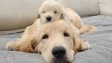 金毛小狗：哥哥的头是最好的床