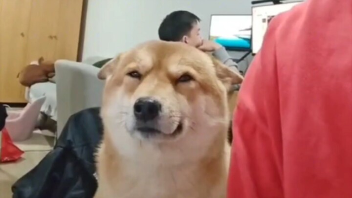 Silly dog
