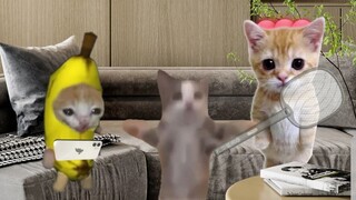 القط السعيد يضرب البعوض، وبدون قصد يضرب القط الموزي