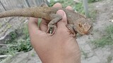 Bunglon taman ( Calotes versicolor )