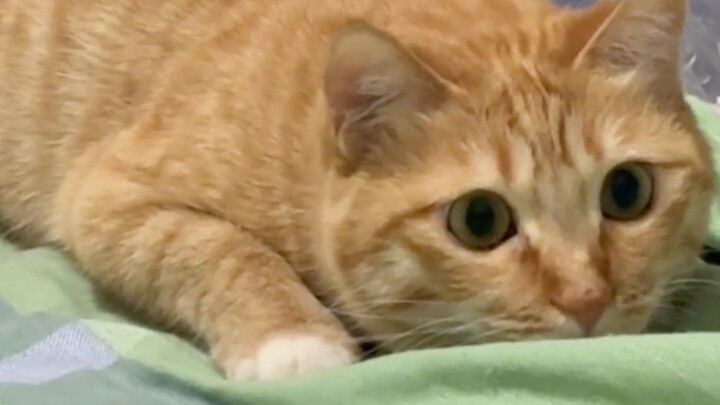 إنها تشبه الطفل الرضيع حقًا.