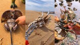 Oddly Satisfying Video Amazing Catching Sea Creatures on Tik Tok