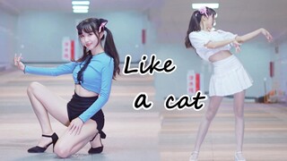 Cover Dance เพลง Like a Cat | แมวน้อยค่อย ๆ ย่อง