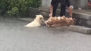 Suwelai's path—it's clear all three are having a great time, one is scrubbing his back, another is t