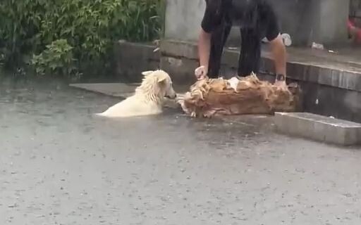 杜苏芮路径，看得出来三个都很开心，一个正搓澡 ，一个正沐浴，泡泡一会好