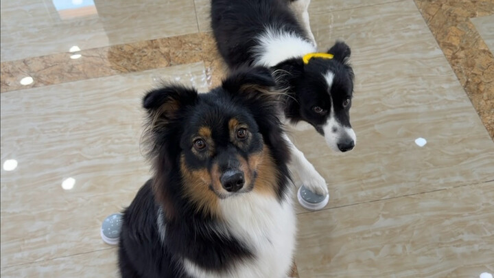 ลูกหมา: วันนี้เกิดอะไรขึ้น? พูดมา!