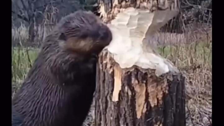 Turns out, when beavers are felling trees, they pause to listen and make sure the tree is about to f
