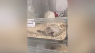 Xem chiêu của ta đây hamster haihuoc cute foryou NhipDieuChaCha