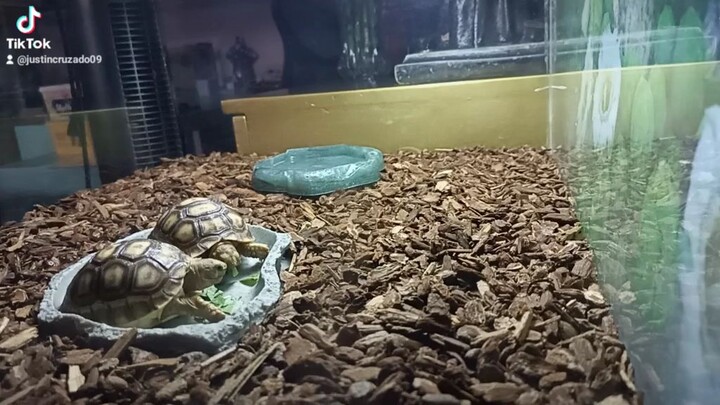 For gaming videos, pet's video and funny videos