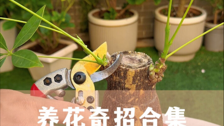 Collection of Flower-Keeping Tips