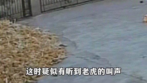 东北虎张开血盆大口咆哮着冲向村人
