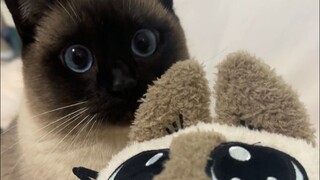 老大这个家怎么还有别的豆泥喵