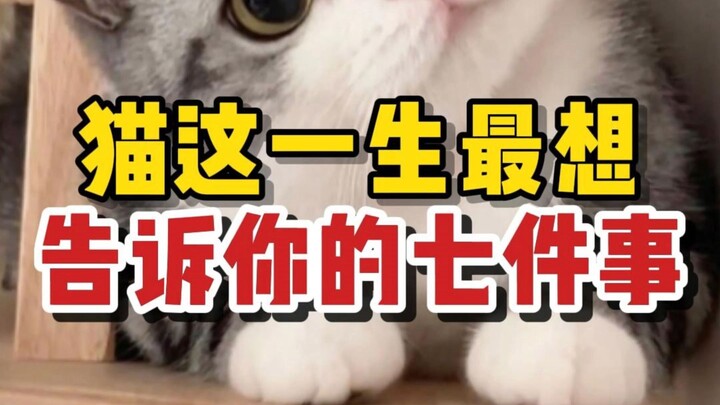 The seven things cats most want to tell you in their lifetime—tears welled up by the end!