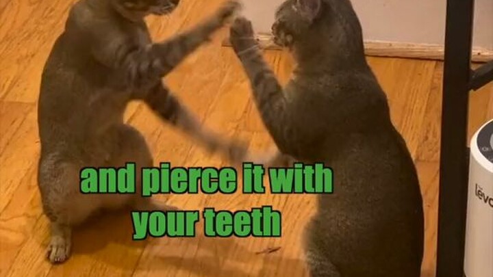 catty nip
