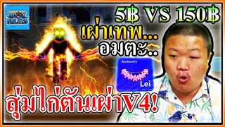 สุ่มไก่ตันเผ่า V4 ราคา 5฿ VS 150฿ - Blox Fruits Roblox 🧚‍♂️