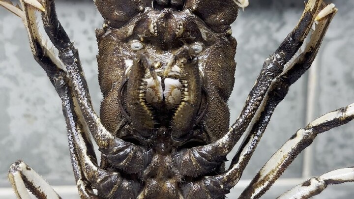 Hari ini mencoba udang beruang yang diasinkan mentah, 500 rupiah langsung habis dalam satu gigitan