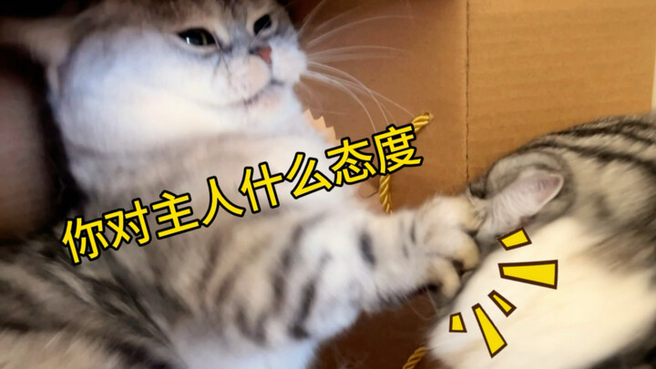 Nangis! Kucing di rumah benar-benar nganggep aku anaknya! Perlakuannya kelewat protektif nih...