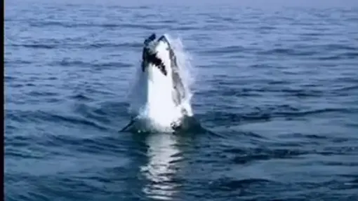 GREAT WHITE SHARK JUMPS 25 FEET OVER THE SEA