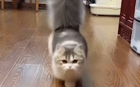 Mengadopsi sapu bulu