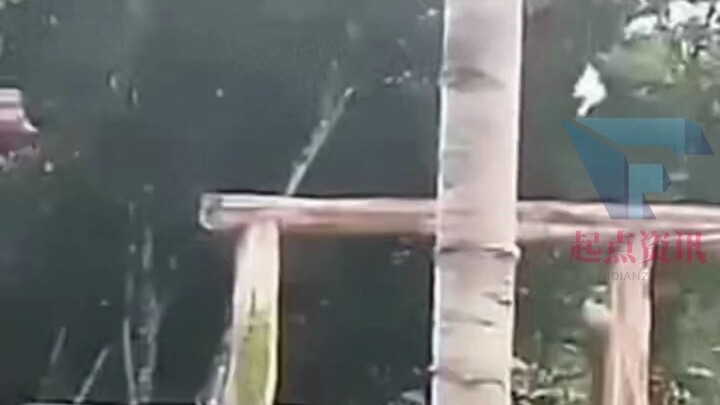 熊猫：不就爬个树吗？着急忙慌的