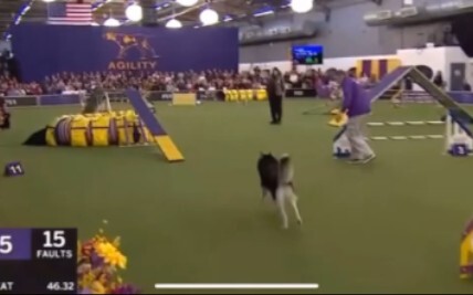 Phong cách vẽ khác nhau giữa Husky và Border Collie