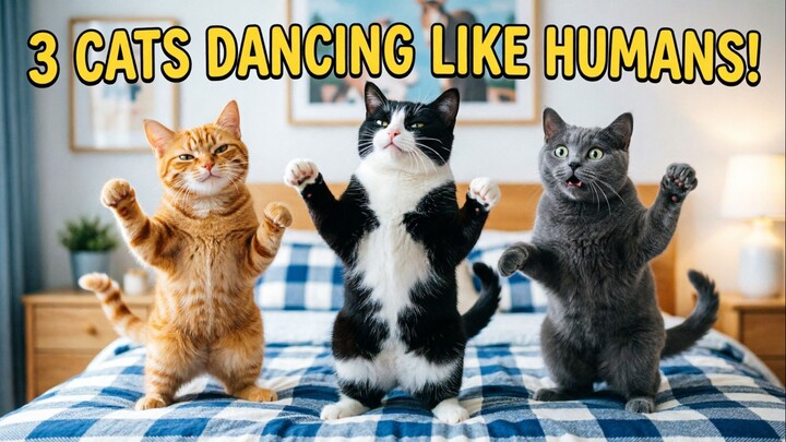 3 Cats Dancing Like Humans 😂 Funny Cat Dance Party 🐱🎵