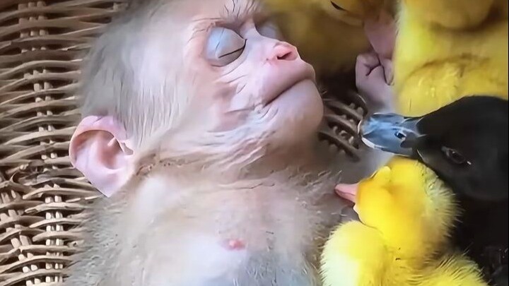 นายทหารลีโอผู้ช่วยของลิงชอบอยู่กับลูกเป็ดน้อย