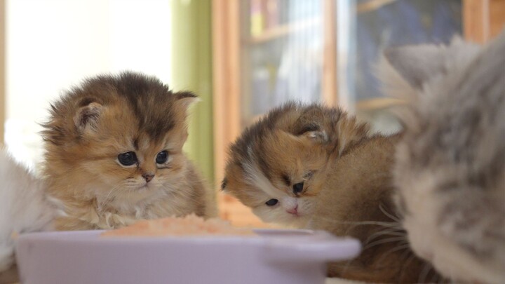 The first time the big and little cats met, this cat is a bit hard to communicate with.