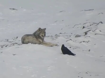 The Cooperative Relationship Between Crows and Wolves