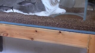 Come to scrub the tank first thing in the morning