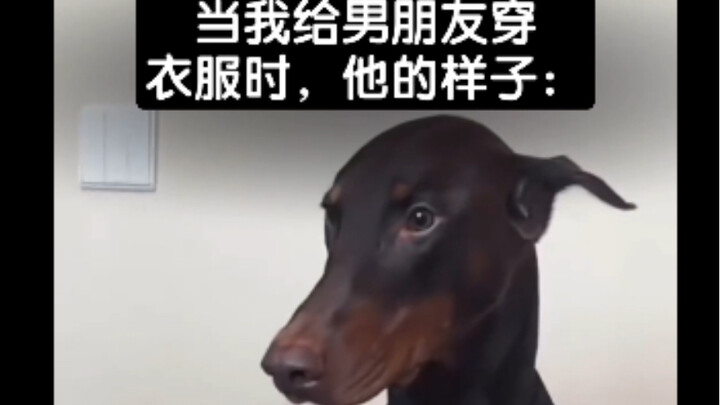 当我给男朋友穿衣服时，他的样子
