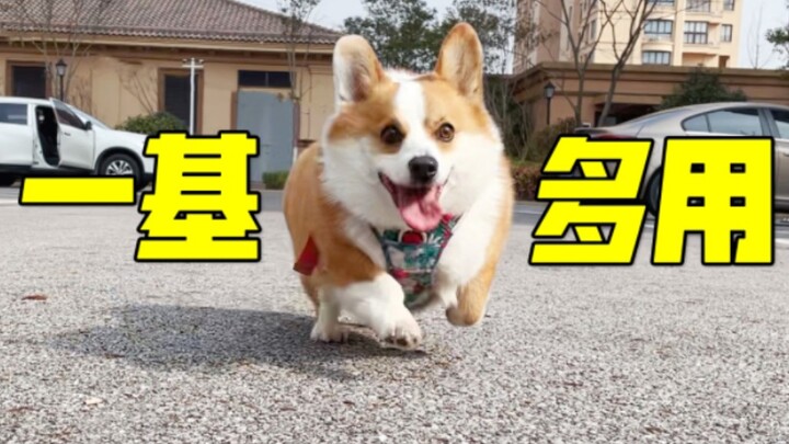 当你养了一只柯基，就等于拥有了...