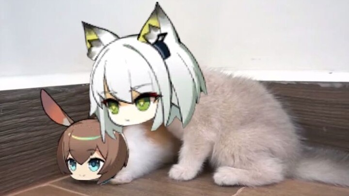 الأرنب الصغير والقط العجوز