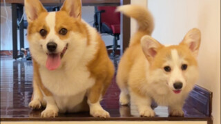 Should a corgi's tail be docked or not?