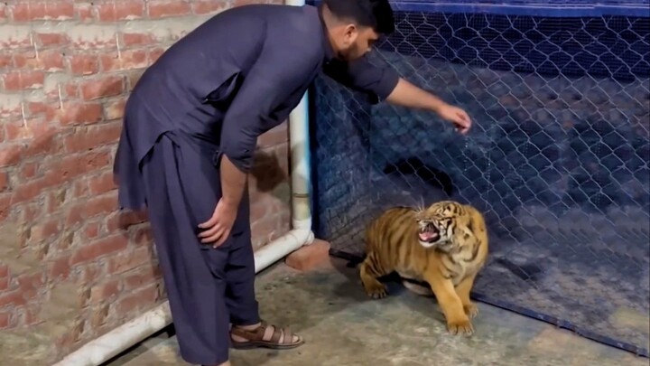 Hổ sữa gầm vang khắp thung lũng, muôn thú kinh hãi!