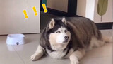 a mashup video of dogs