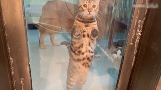 Cats accompany their owners to the toilet, are they afraid that their owners will steal food?