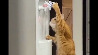 A tough challenge for the cat world!