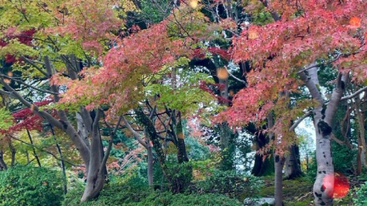 Autumn🍁🧡🍂🇵🇭🇯🇵Fall for you❤️