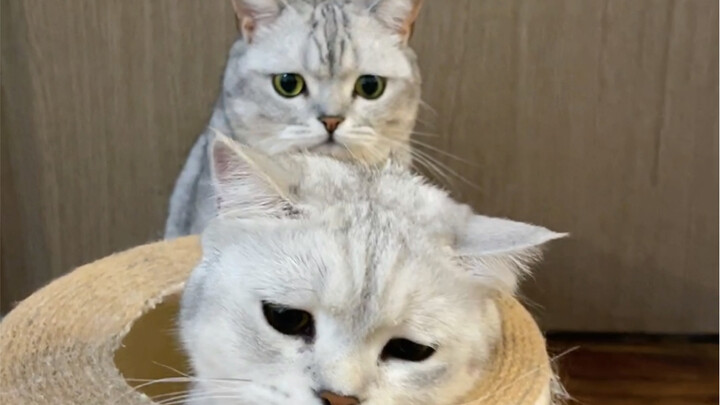 Done! The egg-hatching cat has lost it…