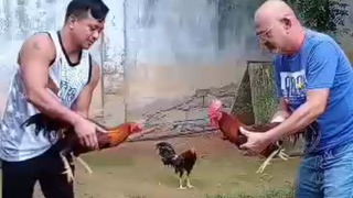 gull first spar