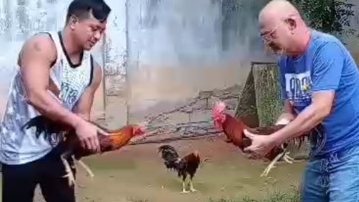 gull first spar