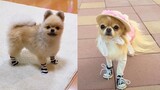Dog Reaction to Wearing Shoes - Funny Dog Shoes Reaction Compilation